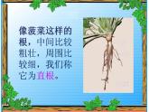 青岛小学科学四上《2-植物的根》PPT课件-(7)