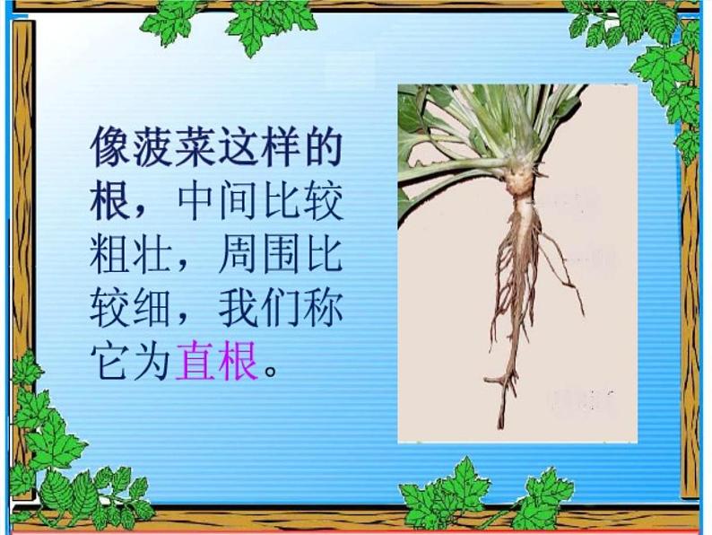 青岛小学科学四上《2-植物的根》PPT课件-(7)第4页