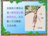 青岛小学科学四上《2-植物的根》PPT课件-(7)