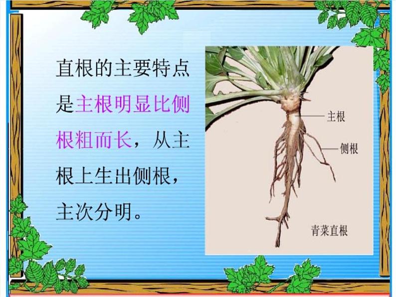 青岛小学科学四上《2-植物的根》PPT课件-(7)第5页