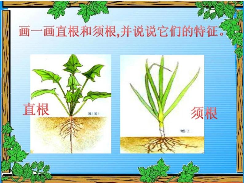 青岛小学科学四上《2-植物的根》PPT课件-(7)第8页