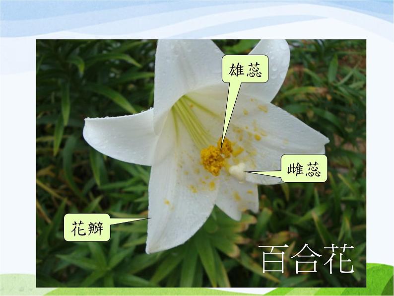 青岛小学科学四上《5-花和果实》PPT课件-(3)08