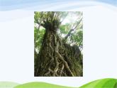 青岛小学科学四上《2-植物的根》PPT课件-(5)