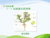 青岛小学科学四上《1-植物的身体》PPT课件-(5)