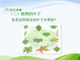 青岛小学科学四上《1-植物的身体》PPT课件-(5)