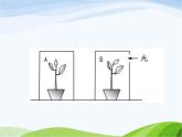 青岛小学科学四上《4-植物的茎》PPT课件-(1)