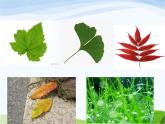 青岛小学科学四上《3-植物的叶》PPT课件-(7)