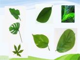 青岛小学科学四上《3-植物的叶》PPT课件-(3)