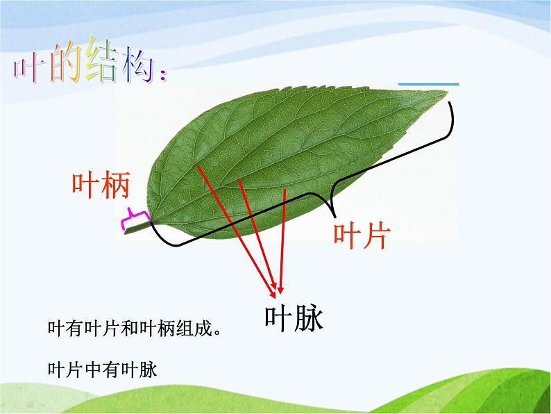 青岛小学科学四上《3-植物的叶》PPT课件-(3)07