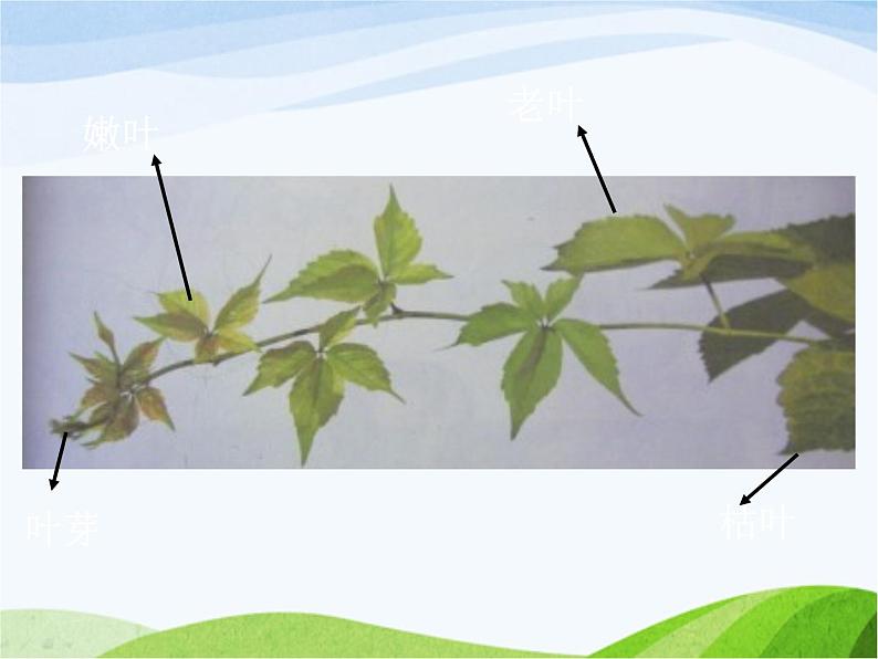 青岛小学科学四上《3-植物的叶》PPT课件-(3)08