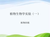 青岛小学科学四上《2-植物的根》PPT课件-(3)