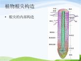 青岛小学科学四上《2-植物的根》PPT课件-(3)