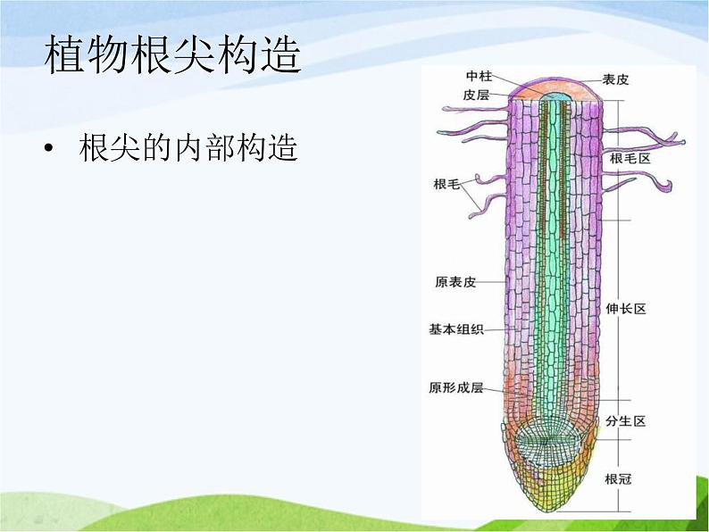 青岛小学科学四上《2-植物的根》PPT课件-(3)第5页