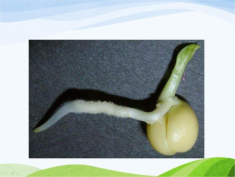 青岛小学科学四上《2-植物的根》PPT课件-(3)第6页