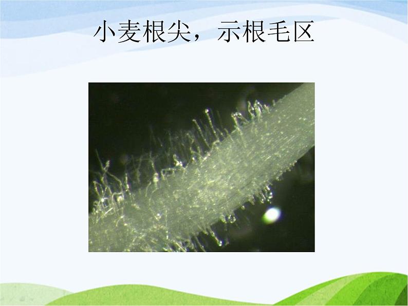 青岛小学科学四上《2-植物的根》PPT课件-(3)第8页