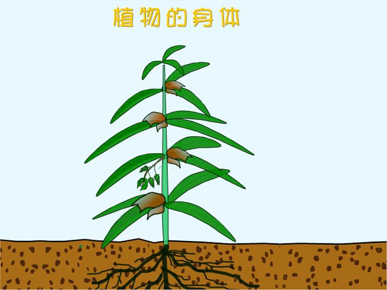 青岛小学科学四上《1-植物的身体》PPT课件-(7)02