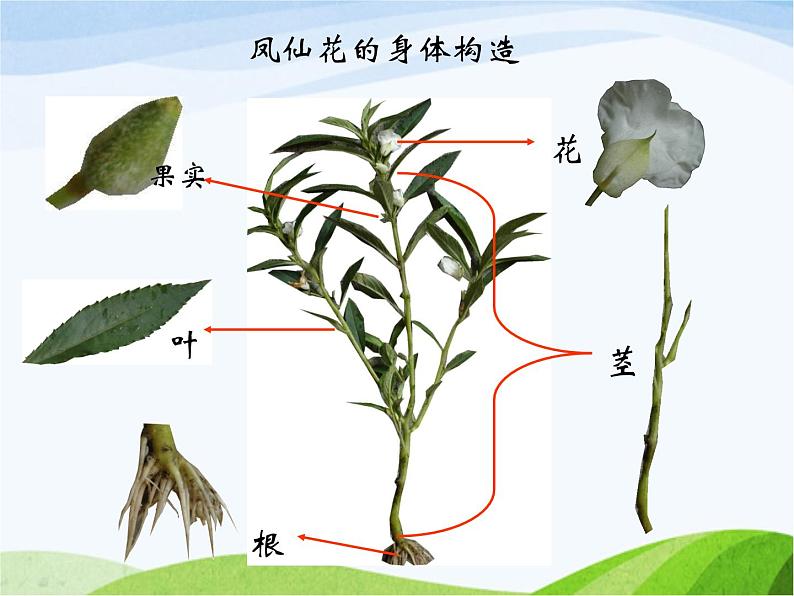 青岛小学科学四上《1-植物的身体》PPT课件-(7)07