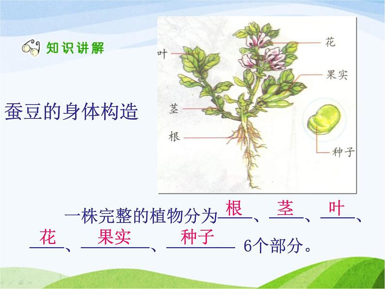 青岛小学科学四上《1-植物的身体》PPT课件-(7)08