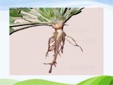 青岛小学科学四上《2-植物的根》PPT课件-(4)