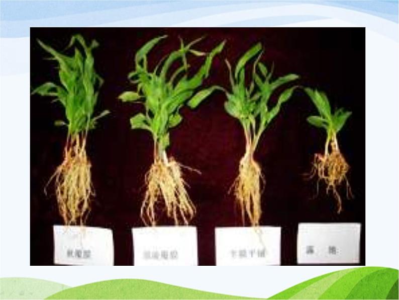 青岛小学科学四上《2-植物的根》PPT课件-(4)第7页