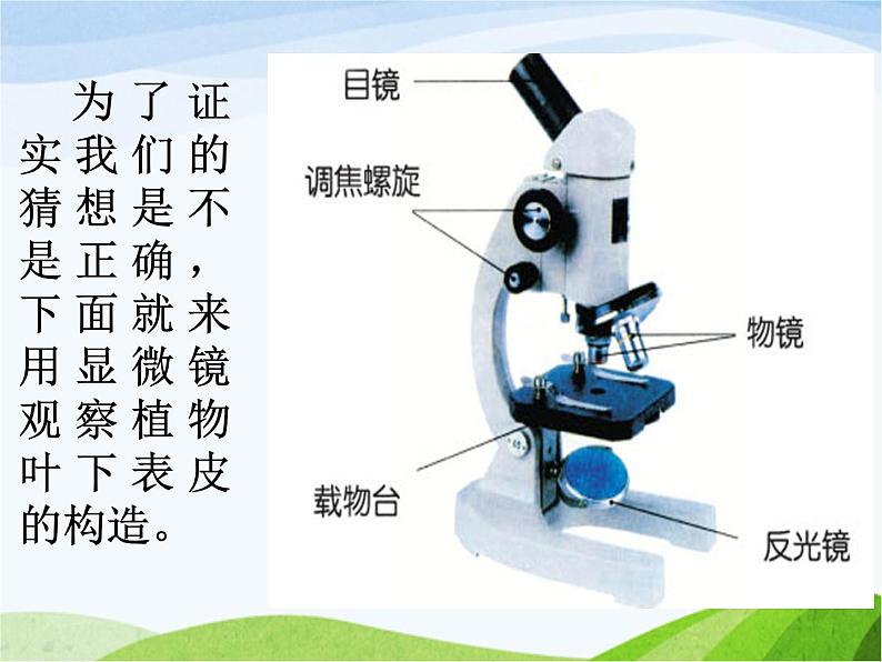 青岛小学科学四上《3-植物的叶》PPT课件-(4)05