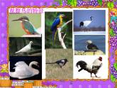 青岛小学科学三下《16-它们都是鸟》PPT课件-(9)