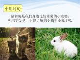 青岛小学科学三下《17-猫和兔》PPT课件-(2)