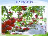 青岛小学科学三下《12-土壤与植物》PPT课件-(2)
