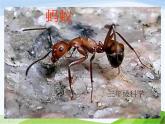 青岛小学科学三下《15-蚂蚁》PPT课件