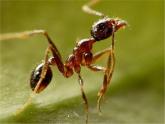 青岛小学科学三下《15-蚂蚁》PPT课件
