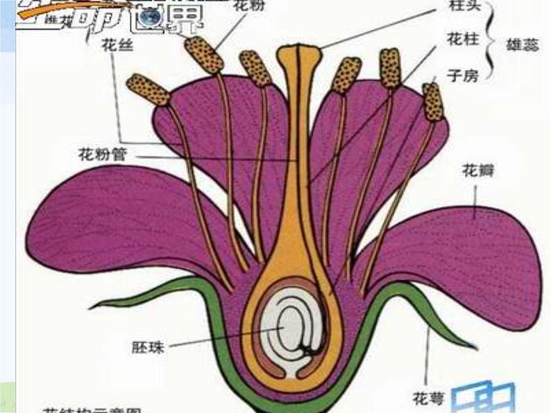 青岛小学科学四上《5-花和果实》PPT课件-(2)07