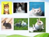 青岛小学科学三下《17-猫和兔》PPT课件-(1)
