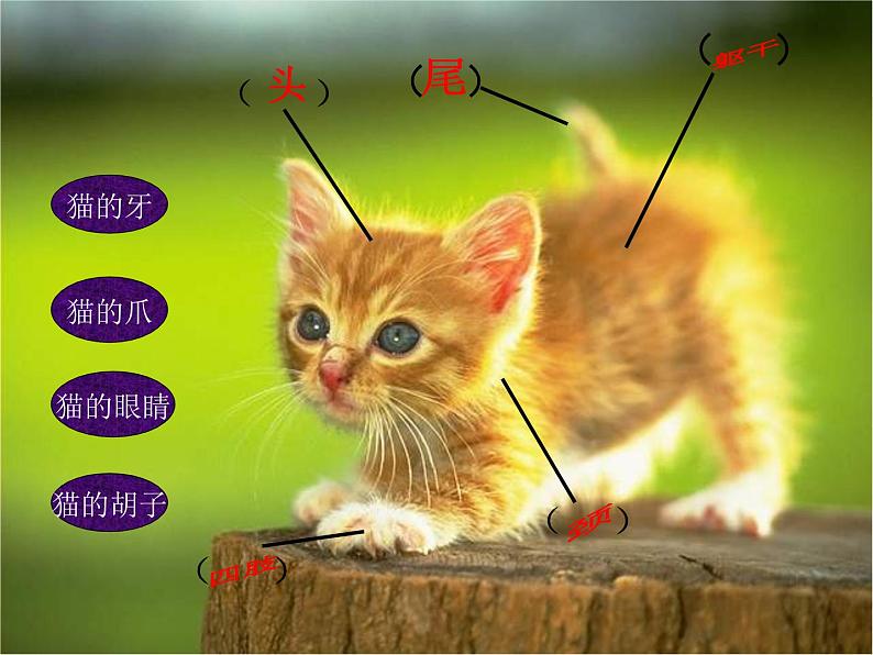 青岛小学科学三下《17-猫和兔》PPT课件-(1)04