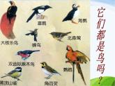 青岛小学科学三下《16-它们都是鸟》PPT课件-(5)