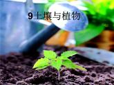 青岛小学科学三下《12-土壤与植物》PPT课件-(1)