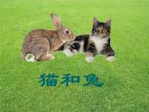 青岛小学科学三下《17-猫和兔》PPT课件-(3)