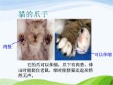 青岛小学科学三下《17-猫和兔》PPT课件-(3)
