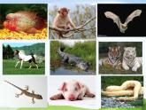 青岛小学科学三下《18-多样的动物》PPT课件-(3)