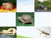 青岛小学科学三下《18-多样的动物》PPT课件-(3)