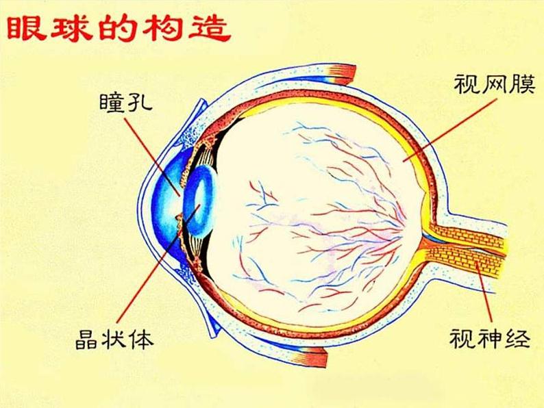 青岛小学科学四下《14-照相机和眼睛》PPT课件-(1)05