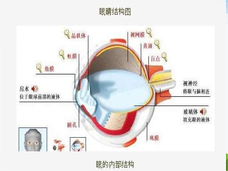 青岛小学科学四下《14-照相机和眼睛》PPT课件-(1)06