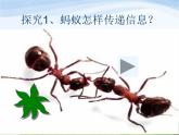 青岛小学科学四下《18-生物与信息》PPT课件