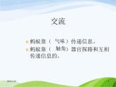 青岛小学科学四下《18-生物与信息》PPT课件