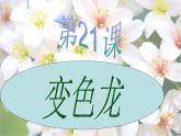 青岛小学科学四下《16-变色龙》PPT课件-(3)