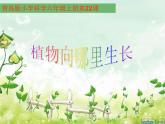 青岛小学科学四下《17-植物向哪里长》PPT课件-(4)