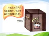 青岛小学科学四下《17-植物向哪里长》PPT课件-(2)