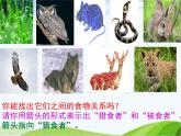 青岛小学科学四下《19-密切联系的生物界》PPT课件-(1)