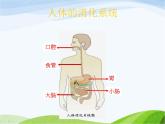 青岛小学科学五上《6-食物到哪里去了》PPT课件-(3)