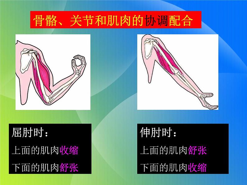 青岛小学科学五上《4-我们的身体》PPT课-件-(1)第4页