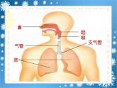 青岛小学科学五上《7-我们的呼吸》PPT课件-(1)